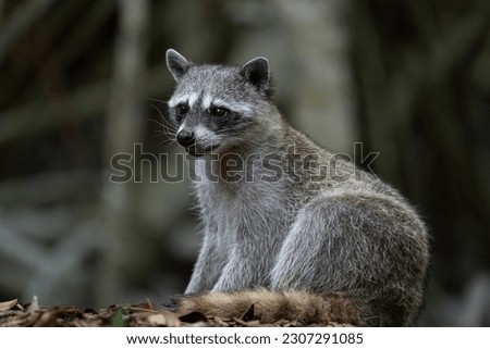 Common raccoon in mangrove forest Royalty-Free Stock Photo #2307291085