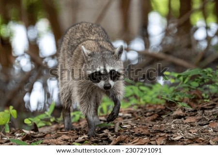 Common raccoon in mangrove forest Royalty-Free Stock Photo #2307291091