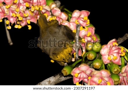Jamaican fruit bat pollinating flowering tree Royalty-Free Stock Photo #2307291197