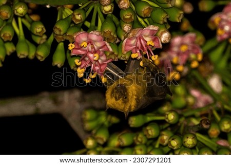 Jamaican fruit bat pollinating flowering tree Royalty-Free Stock Photo #2307291201