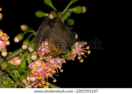 Jamaican fruit bat pollinating flowering tree Royalty-Free Stock Photo #2307291247
