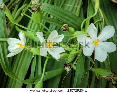 Dayak Onion Flowers Blooming Beautifully, Dayak Onions Are Included In Plants Used As Herbal Ingredients Especially Among The Kalimantan Dayak Tribe Picture Taken In The Afternoon At Seruyan Indonesia