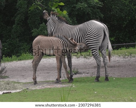 Baby Zebra Feeding from Mother
