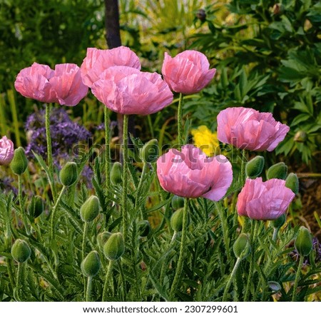 Pink Poppies blooming in a cottage garden with numerous upcoming buds.