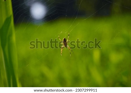 Close up macro shot of a European garden spider (cross spider, Araneus diadematus) sitting in a spider web. Green Lynx Spider macro against a green leaf.Blurred silhouette of a spiders  in a web.  Royalty-Free Stock Photo #2307299911