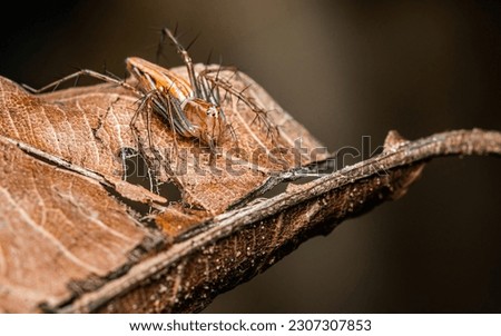 A brown Lynx Spider (Striped Lynx Spider) on the dried leaf with isolated background, Macro photo.