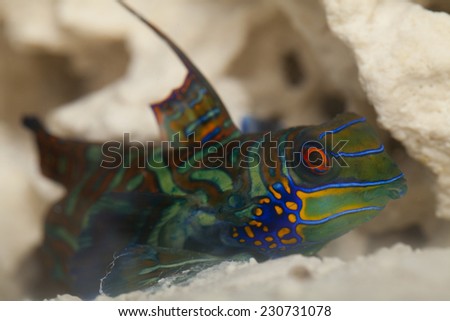 The mandarinfish or mandarin dragonet (Synchiropus splendidus), is a small, brightly colored member of the dragonet family, which is popular in the saltwater aquarium trade.