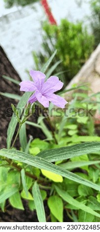 Beutiful flowers leaf and plants with natural view 