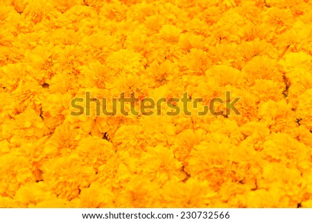 Marigold flowers Full frame background