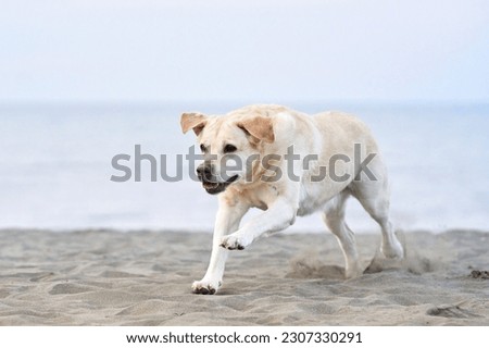 happy dog running on the sea. fawn Labrador Retriever in nature. a pet on an active walk Royalty-Free Stock Photo #2307330291