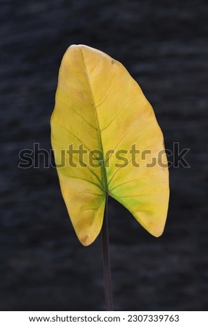 Beautiful yellow and green pattern of wilted taro leaf isolated on dark background, image for mobile phone screen, display, wallpaper, screensaver, lock screen and home screen or background  