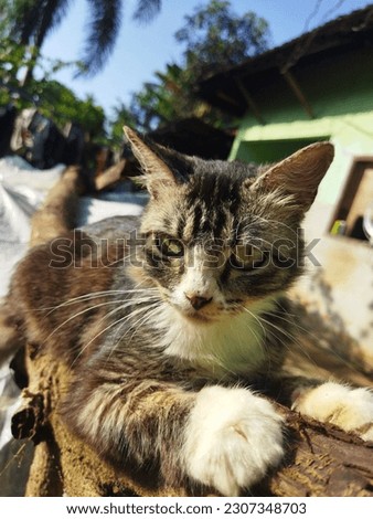 village cat is looking down, beautiful and adorable chichi name Royalty-Free Stock Photo #2307348703