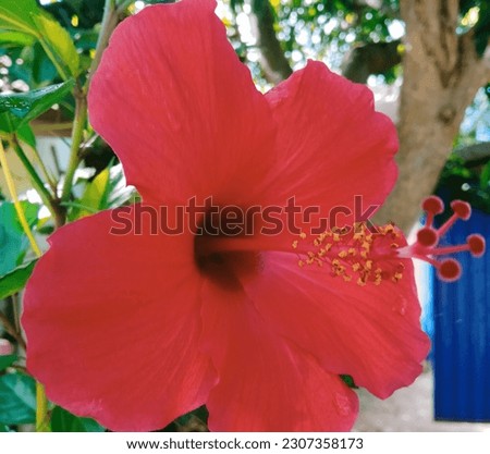 red hibiscus site view photo