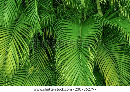 A green palm leaf wallpaper 