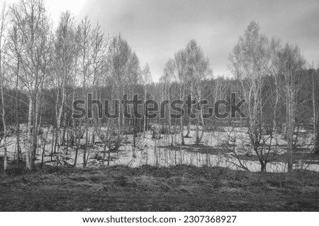 birch forest in the spring, black and white photo.