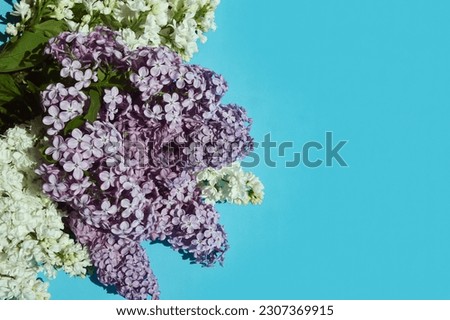 a bouquet of lilac, fragrant purple flowers. background for decoration for holidays, birthday, mother's day, women's day, March 8, spring.