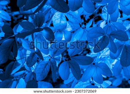 Beautiful abstract blue flowers on black background, light purple flower frame, blue leaves texture, dark background, flowers for Christmas and valentines day, love theme blue leaves texture