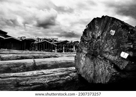 black white photograph of log wood in logyard, forest industries