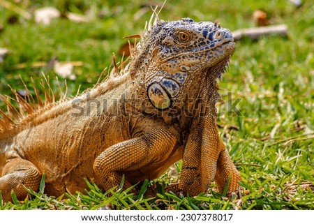 common iguana in green grass, in carpenter lagoon, tampico  Royalty-Free Stock Photo #2307378017
