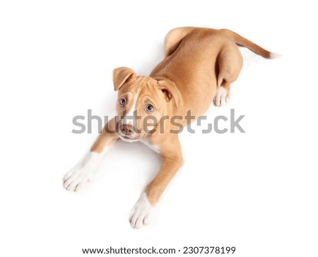 Top view of puppy lying and looking up on white background. Cute curios puppy dog with relaxed body language. 9 weeks old, female Boxer Pitbull mix breed, fawn or brown. Selective focus. Isolated.