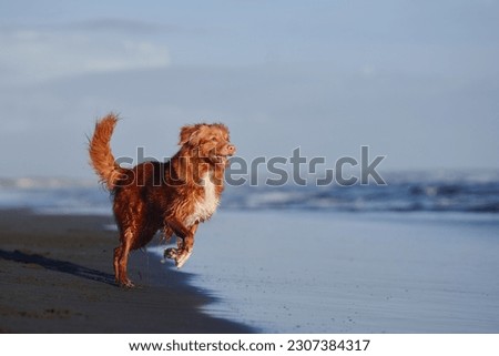 red dog on the beach. Nova Scotia duck tolling retriever runs on sand, water. Vacation with a pet Royalty-Free Stock Photo #2307384317