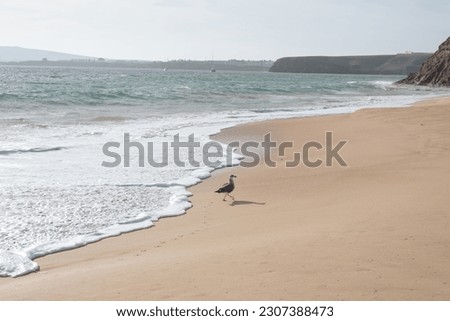 
Summer sunset with a seagull on Papagayo beach, Lanzarote, canary Islands, Spain.
Landscape of a beach on Lanzarote coast with a seagull strolling along the shore.
