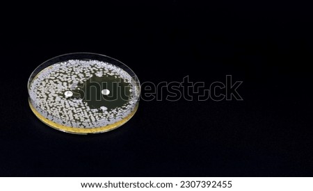 A microbiological culture Petri dish with bacteria where an antibiotic resistance test has been carried out Royalty-Free Stock Photo #2307392455
