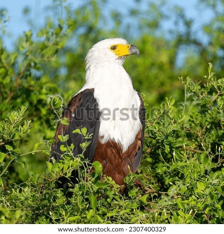 African fish eagles are related to the bald eagles back home, both belonging to genus Haliaeetus and being sea eagles. 