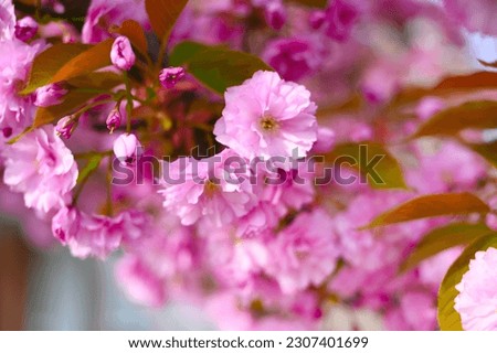 A close-up shot of a beautiful sakura blossom captures its delicate pink petals in exquisite detail. The soft focus and gentle lighting enhance the flower's beauty and create a sense of tranquility.