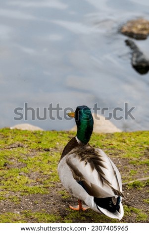 Picture of goose in a park 