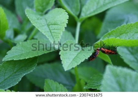 two Pyrrhocoris apterus beetles mate close up on green leaves