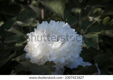 Close up of a blooming white peony in the green leaves