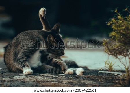 cute cat is playing outside and being photographed by a photographer
