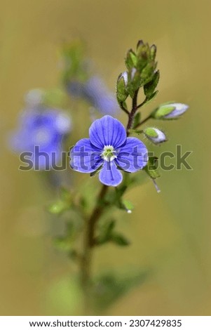 Speedwell or bird's eye ( Veronica chamaedrys ) blooming in the meadow. Blue wild flower and buds on the natural background. Macro. Side view. Selective focus. Side view. Vertical photo.