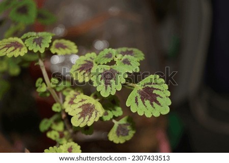 Miana Baby Coleus Plant Up Close Macro  Isolated Picture