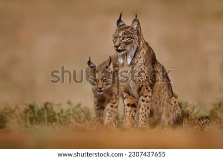 Iberian lynx, Lynx pardinus, wild cat endemic to Iberian Peninsula in southwestern Spain in Europe. Mother with young cub, nature . Canine feline with spot fur coat, sunset light. Spain wildlife. Royalty-Free Stock Photo #2307437655