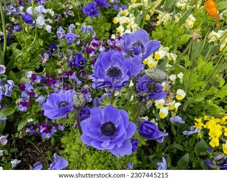 Beautiful vibrant blue Anemone coronaria decorative garden flowers on colorful flower bed close up Royalty-Free Stock Photo #2307445215
