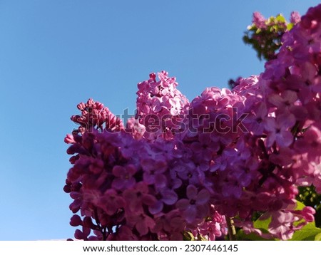 Purple lilac flowers (Syringa) in the sun on the branches of a green bush in a clear blue sky (macro, side view).