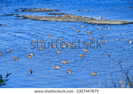This is a picture of migratory birds spending the winter in the migratory bird habitat.