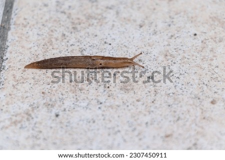 Elongated brown slug crawling slowly
