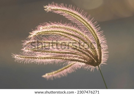 A beautiful solitary flower with soft sunlight on the background.