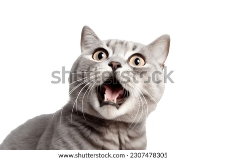 A surprised face of cute tabby cat. Royalty-Free Stock Photo #2307478305