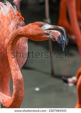 Close-up portrait of a flamingo opening its beak. The American flamingo (Phoenicopterus ruber) lives in the marine coastal of Caribbean and Galapagos. It's a large wading bird with pink plumage.