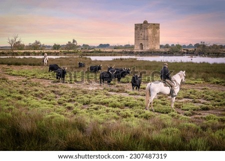 Cowboy carrying a long cattle prod near a herd of bulls, Camargue, France Royalty-Free Stock Photo #2307487319