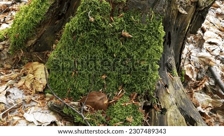 the old moss on the forest three