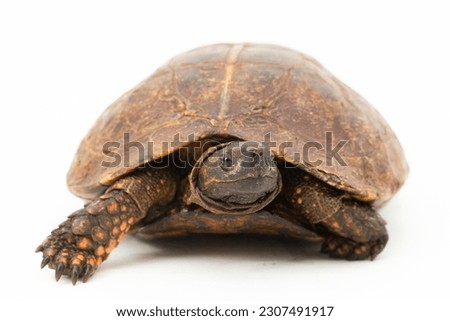 The spiny turtle (Heosemys spinosa) is a South-East Asian turtle species isolated on white background Royalty-Free Stock Photo #2307491917