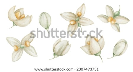 Watercolor set of illustrations. Hand painted white, beige blooming flowers with four petals, yellow center, buds. Olive tree flowers. Summer, spring nature. Isolated floral clip art for textile print