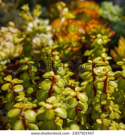 A photo of many different types of succulent plants with only the foreground focused and the rest blurred.