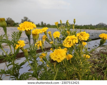 Tagetes is a genus of 50 species of annual or perennial, mostly herbaceous plants in the Asteraceae family. can also be called marigolds. 