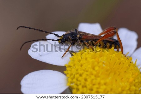 Round-necked longhorn (Stenopterus rufus) on a flower Royalty-Free Stock Photo #2307515177